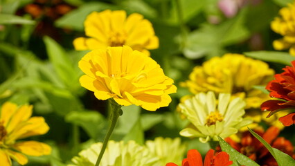 Close-up of blooming Zinnia angustifolia chrysanthemum