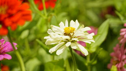 Close-up of blooming Zinnia angustifolia chrysanthemum