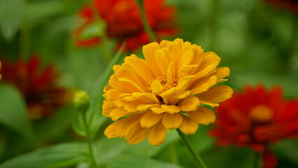 Close-up of blooming Zinnia angustifolia chrysanthemum