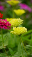Close-up of blooming Zinnia angustifolia chrysanthemum
