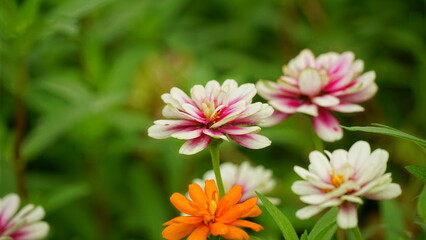 Obraz premium Close-up of blooming Zinnia angustifolia chrysanthemum