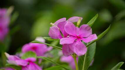 Naklejka premium Close-up of Catharanthus roseus blooming