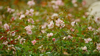 Close-up of roses blooming in the garden