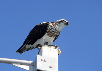 Osprey bird with prey in its talons perched on a post against a clear blue sky