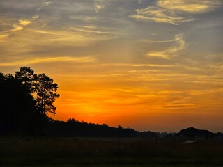 Early Morning Sunrise in the Forest