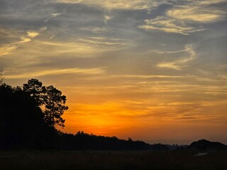 Early Morning Sunrise in the Forest