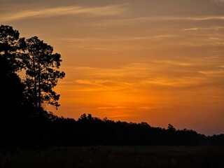 Early Morning Sunrise in the Forest