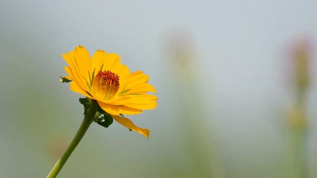 Close-up of vibrant yellow flower with blurred background