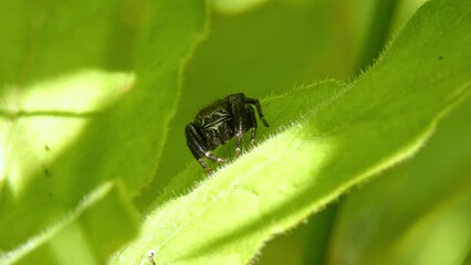 Jumping spider moves its pedipalps, crawling on leaf and looking around close-up. Evarcha arcuata arachnid on plant