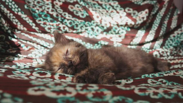 Striped kitten baby cat sleeping. Adorable pet. Pure serenity innocence. Tiny body rises and falls gently with breath. Soft fur, painted in shades of gray orange, provides warm blanket of comfort.