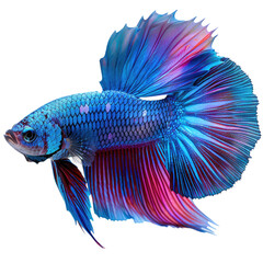 Fototapeta premium Betta fish isolated on a transparent background for web banner