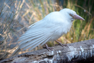 the albino raven has a pink bill and white feather