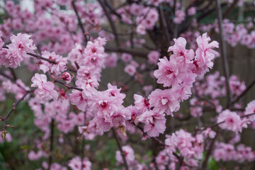 Pink cherry plum blossom. Blooming tree in spring sezon. 
