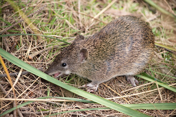 Southern Brown Bandicoots are about the size of a rabbit, and have a pointy snout, humped back, thin tail and large hind feet