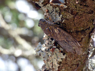 Acercamiento de una cigarra gigante