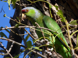 Retrato de un perico