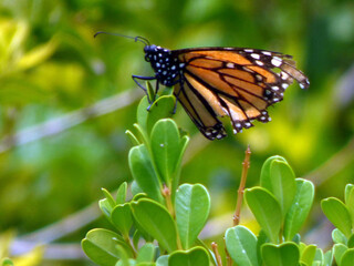 Acercamiento de una mariposa monarca