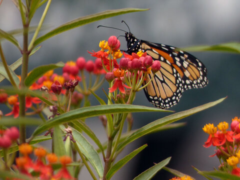 Acercamiento de una mariposa monarca