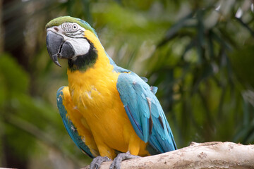 The blue and gold macaws forehead feathers are green. Wing feathers are blue with green tips; underwing coverts and breast are yellow-orange.