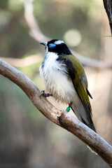 The blue-faced honeyeater has a black head, white chest and golden olive-green wings and a blue eyebrow