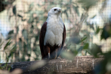 The brahminy kite is distinctive and contrastingly coloured, with chestnut plumage except for the white head and breast and black wing tips.