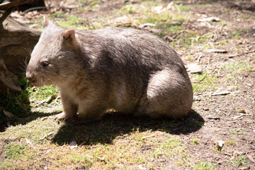 The Common Wombat has a large nose which is shiny black, much like that of a dog. The ears are relatively small, triangular, and slightly rounded