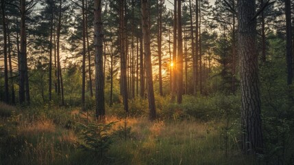 Fototapeta premium forest at sunset, with the last rays of sun illuminating the trees and the sky generative ai