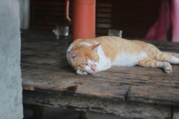 a ginger cat sleeping on the floor