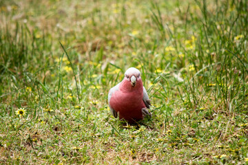 The Galah has a pale silver to grey back, a pale grey rump, a pink face and breast, and a light pink mobile crest.