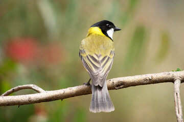 Golden whistler males have a distinctive black head, extending to the top of the nape and under the throat in a thick band.