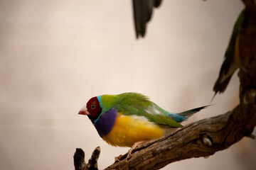 The gouldian  finch is a small bird, with a bright green back, yellow belly and a purple breast.