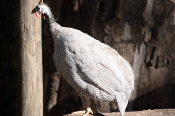 The Helmeted Guinea fowl is gray-black speckled with white. Like other guineafowl, this species has an unfeathered head,