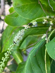 El Almendro en Primavera