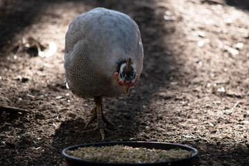 The Helmeted Guinea fowl is gray-black speckled with white.