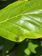 El Almendro en Primavera