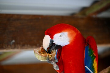 Fototapeta premium Bird eating in nature