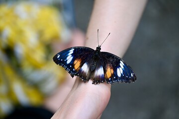 butterfly on a hand