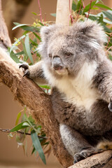 the Koala has a large round head, big furry ears and big black nose. Their fur is usually grey-brown in color with white fur on the chest, inner arms, ears and bottom.
