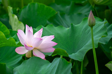  lotus flower in the pond
