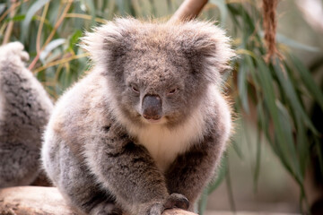 the Koala has a large round head, big furry ears and big black nose. Their fur is usually grey-brown in color with white fur on the chest, inner arms, ears and bottom.