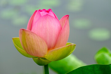 Fototapeta premium pink lotus flower in garden