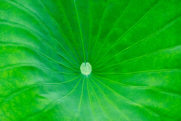 close up of green leaf and lotus leaves