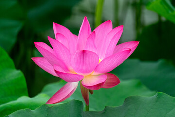 Obraz premium pink lotus flower in full bloom