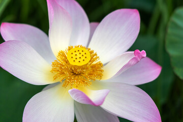 Naklejka premium Close-up of a blooming lotus