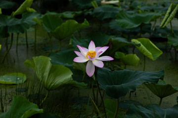 pink lotus flower and lotus leaf