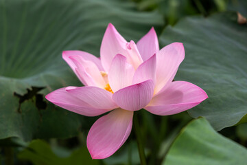 Light pink lotus flower in full bloom