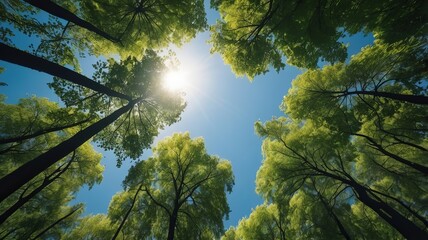 Looking up Green forest. Trees with green Leaves, blue sky and sun light. Bottom view	