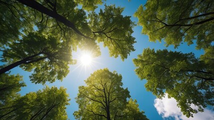 Looking up Green forest. Trees with green Leaves, blue sky and sun light. Bottom view	