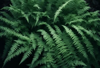 abstract leaf fern naturalpattern luxuriant spring background pattern uphigh leaves plant