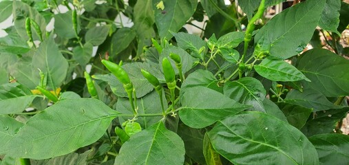 Fototapeta premium leaves in the rain chilli